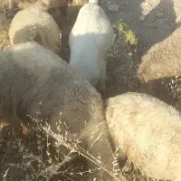 فروش ۸ راس کلر بز چاق برا کشت