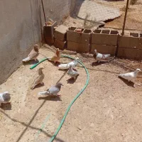 تعدادی کبوتر رنگ روشن تکی ، جفتی همه جوره میفروشم