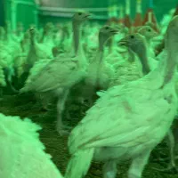 بوقلمون پرواری ۲ماهه