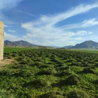 شبدر|عمده‌فروشی|سنقر, |دیوار