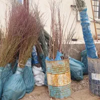 نهال بادام دیرگل دیم مامایی خوشه ای