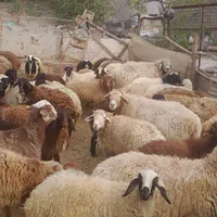 گوسفند زنده همراه با قصاب درمحل