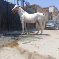 برکت سیلمی