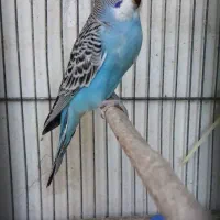 مرغ عشق