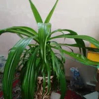 فروش گل زرتی