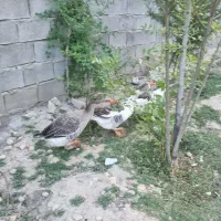 ۳ عدد غاز سرحال سالم تندرست