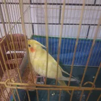 طوطی هلندی نر