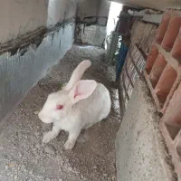 خرگوش سفید چشم قرمز