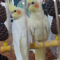 عروس هلندی