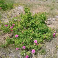 باغ وزمین کشاورزی