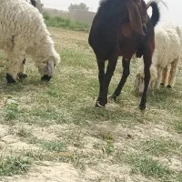 کعرهنر|حیوانات مزرعه|هیرمند, |دیوار