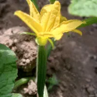 به یکنفر کارگر ساده نیازمندیم