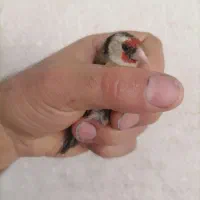 پرنده