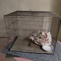 قفس پرنده