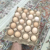 تخم مرغ محلی  خانگی
