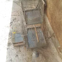 قفس پرنده سهره