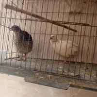 بلدرچین وجوجه مرغ