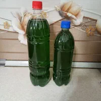 شربت نعناع طبیعی