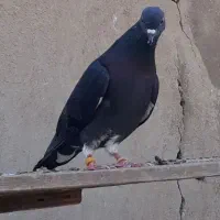کفتر کبوتر