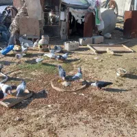 کفتر همه نژاد