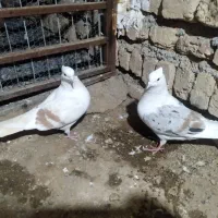 پشت دار معاوزه