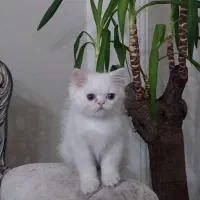 گربه پرشین اسکاتیش