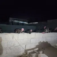 تخم اردک و تخم مرغ