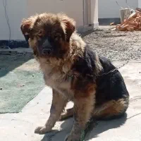 واگذاری سگ قفقازی