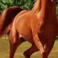 اسب