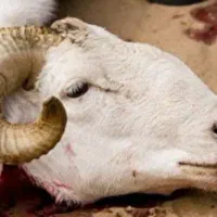 خدمات ذبح وقصابی گوسفند