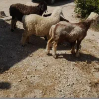 بره ماده