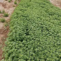 فروش شنبلیله