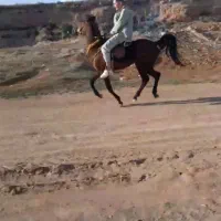 اسب