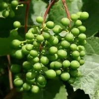آبغوره ارگانیک خانگی