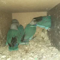 فروش کوتوله