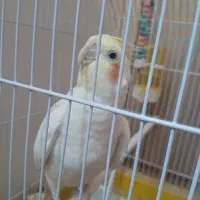 عروس هلندی