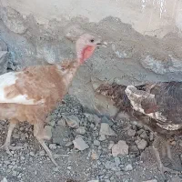 بوقلمون ماده