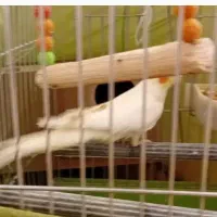 عروس هلندی درازناو