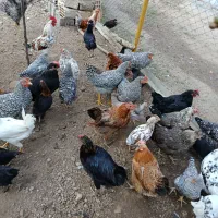نیمچه(بچه)آمروک اصل و گلین و جوجه۲ماهگی گلین