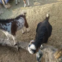 کهره
