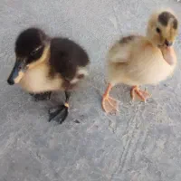 جوجه اردک اسرائیلی نروماده