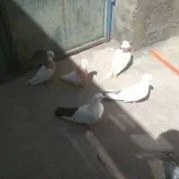کبوتر 4عدد