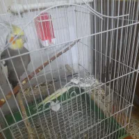 عروس هلندی