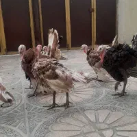 جوجه بوقلمون  ۴ماهه برنز و بوربون