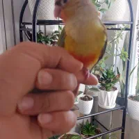 گرینچیک گمشده|حیوانات|شیراز, ریشمک|دیوار