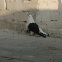 کفتر نر طاقی معاوضه با کفتر پرشی ماده