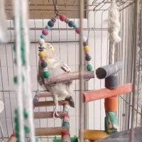 عروس هلندی گم شده گل باقالی گم شده