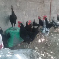 خروس محلی