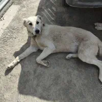 توله سگ سرابی