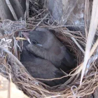 قناری کاکلی جوجه امسال